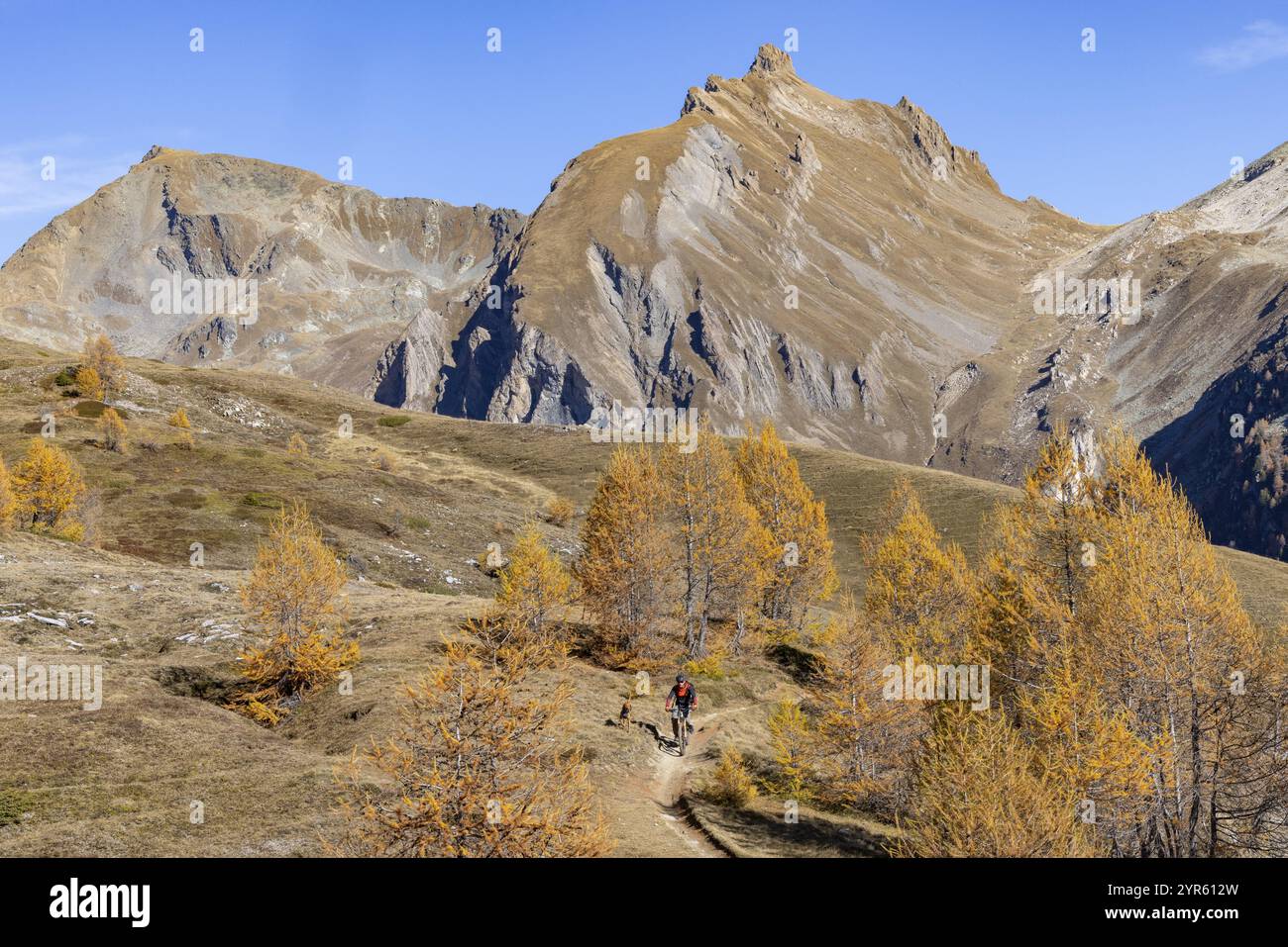 Mountainbiker mit Wanderhund in herbstlichen Lärchenwäldern, hinter Faldumrothorn, Torrenttrail, Leukerbad, Wallis, Schweiz, Europa Stockfoto