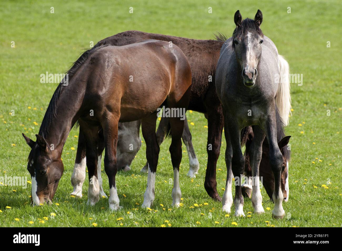 Drei Pferde weiden zusammen auf einer saftig grünen Wiese, raesfeld, münsterland, deutschland Stockfoto