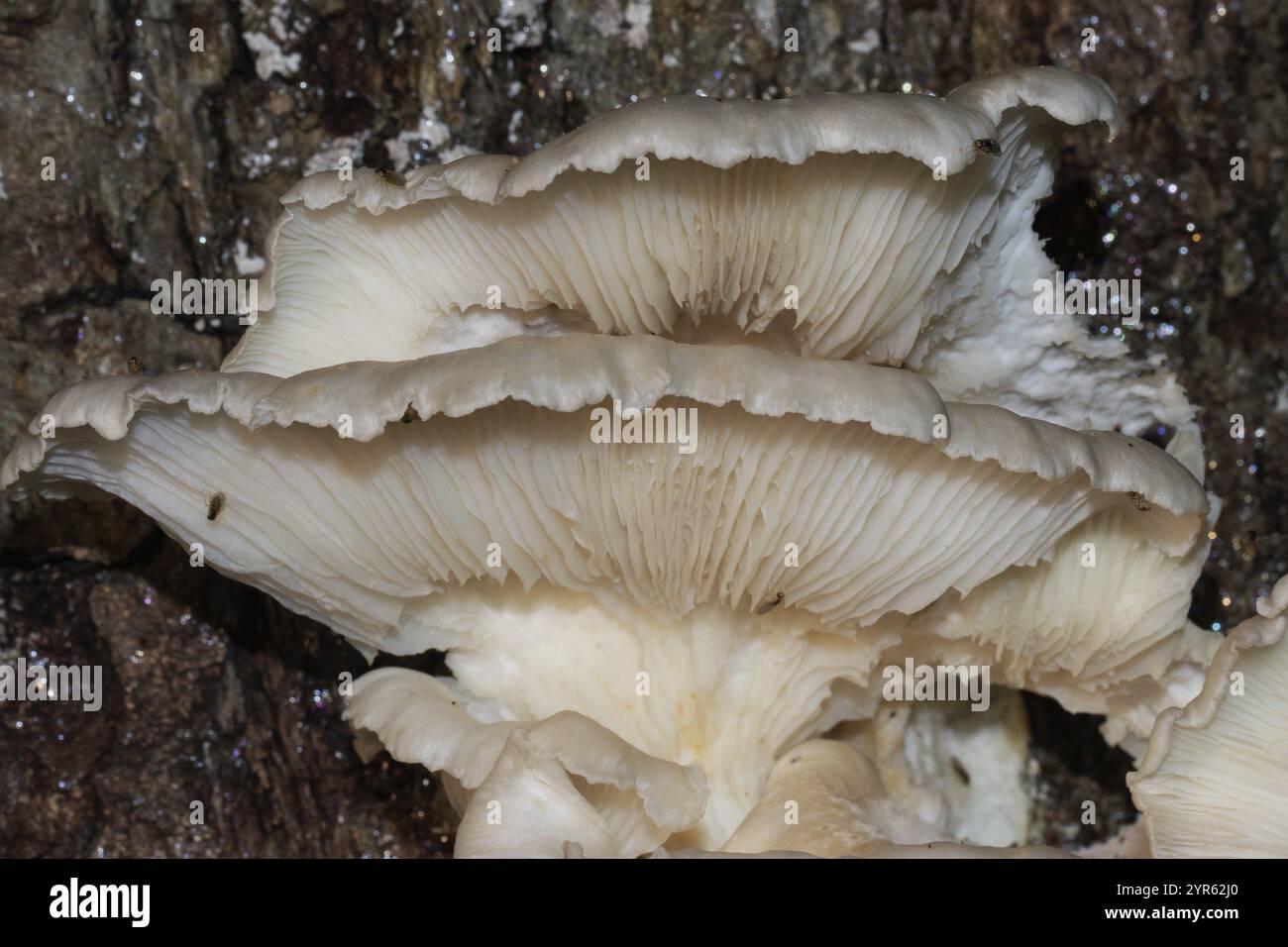 Lungenpilz zwei weiß-braune Fruchtkörper am Baumstamm Stockfoto