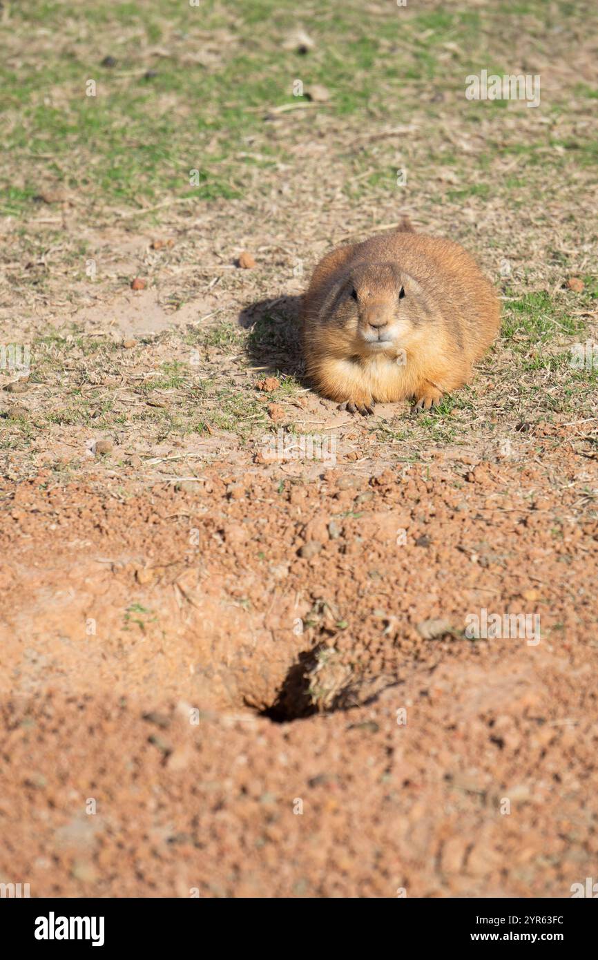 Neugieriger Prairie-Hund in der Nähe seiner Höhle an einem sonnigen Tag Stockfoto