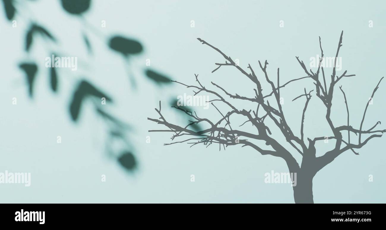 Bild der Schatten von Blättern und Bäumen auf weißem Hintergrund Stockfoto