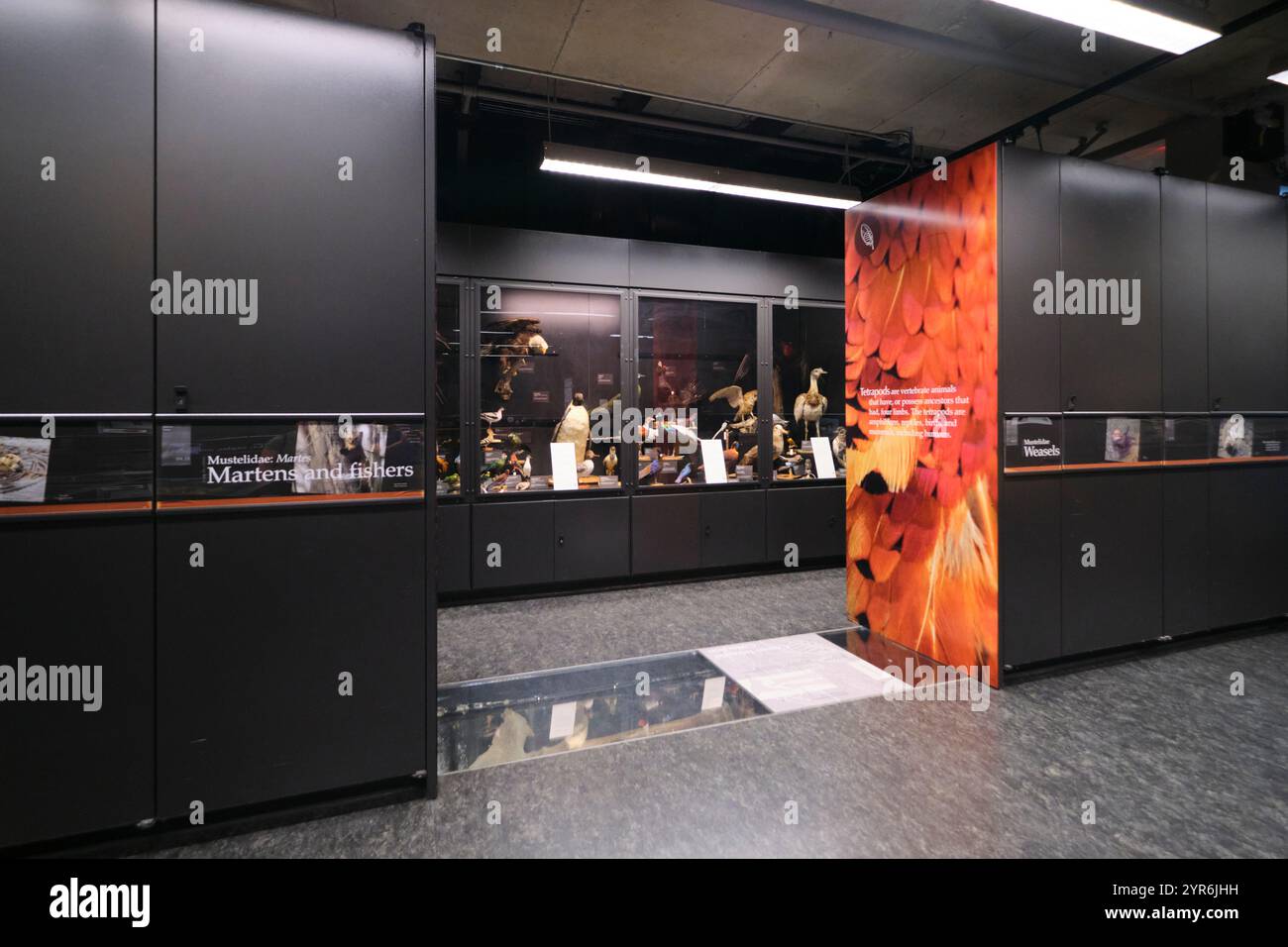 Eine Zeile, Abschnitt mit Vitrinen mit Pflanzen- und Tierbeispielen. Im Beaty Biodiversity Museum der UBC in Vancouver, British Columbia, Kanada. Stockfoto