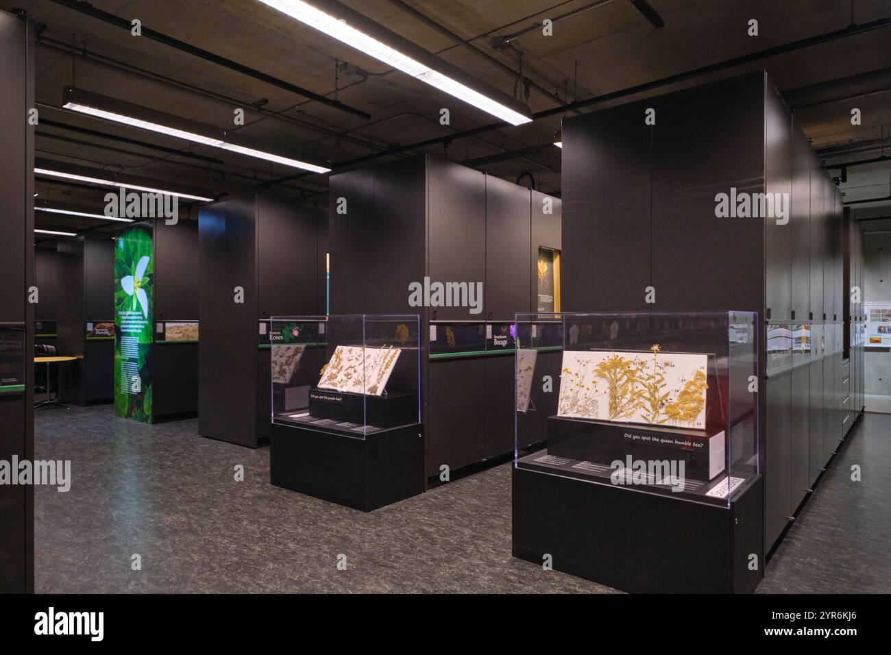 Im Beaty Biodiversity Museum der UBC in Vancouver, British Columbia, Kanada. Stockfoto