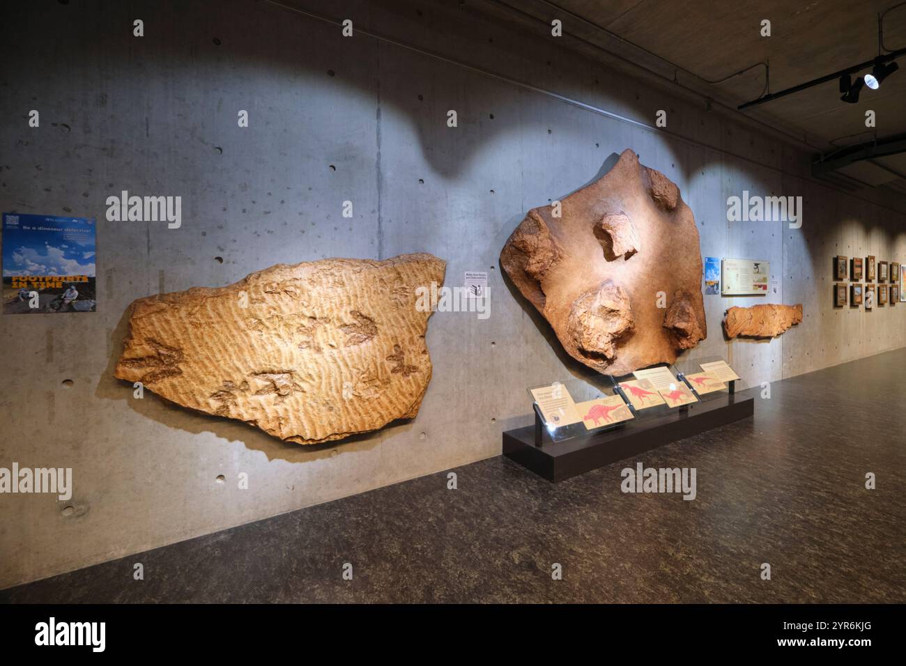 Große Felsabschnitte mit fossilen Fußspuren aus der Dinosaurierzeit. Im Beaty Biodiversity Museum der UBC in Vancouver, British Columbia, Kanada. Stockfoto