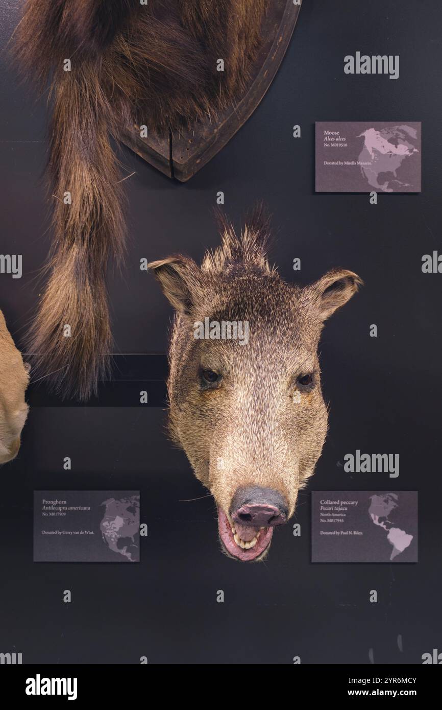 Im Beaty Biodiversity Museum der UBC in Vancouver, British Columbia, Kanada. Stockfoto