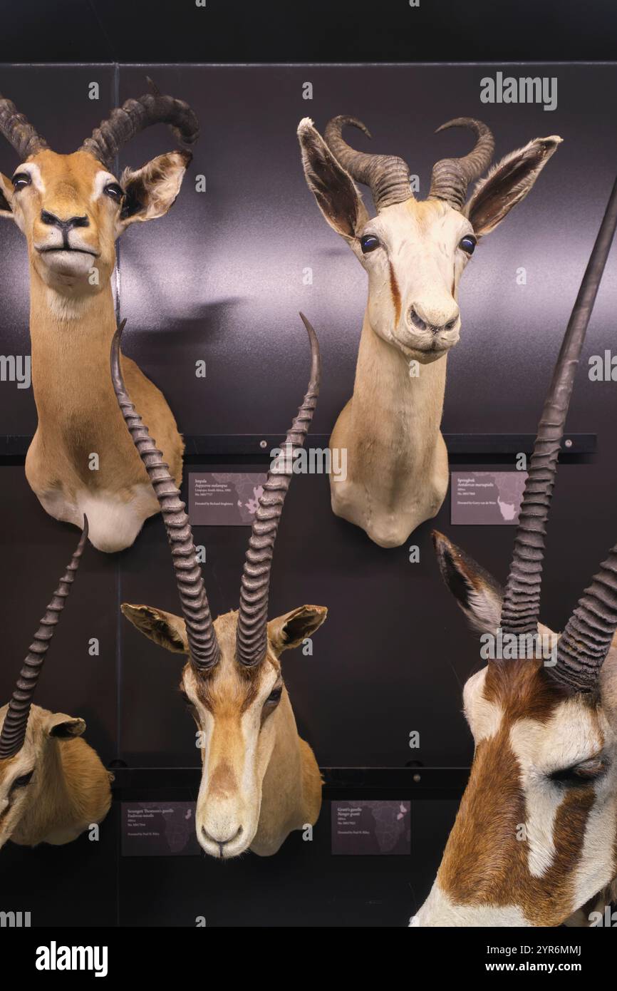 Tot, ausgestopft, Präparate eines Impalas und eines Springbocks. Im Beaty Biodiversity Museum der UBC in Vancouver, British Columbia, Kanada. Stockfoto