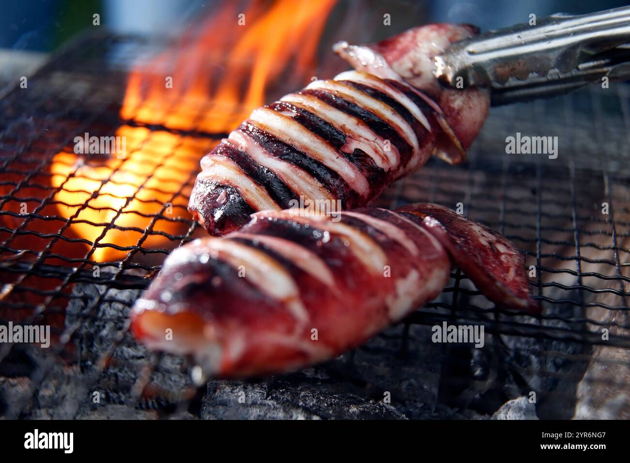 Tintenfisch vom Saibling Stockfoto