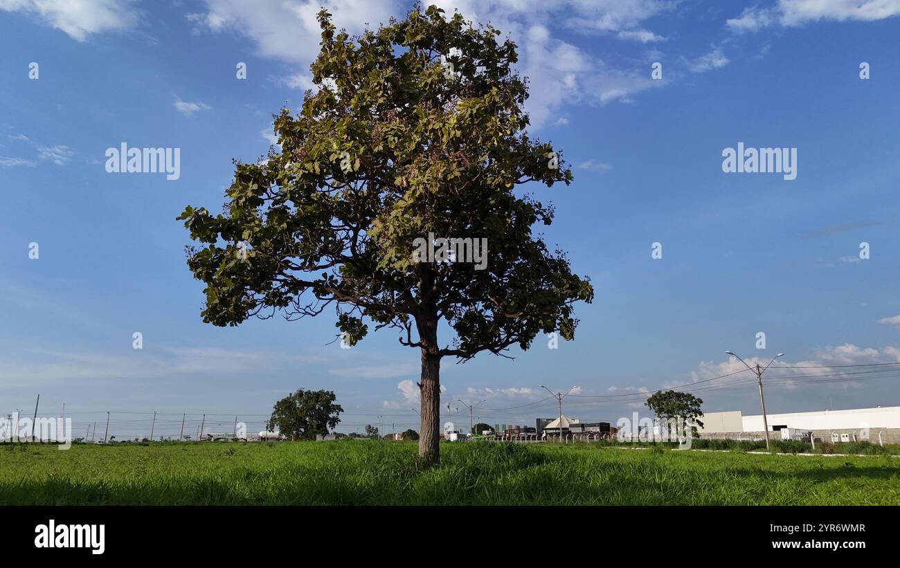 luiz eduardo magalhaes, bahia, brasilien - 30. november 2024: Pfirsichbaum - Caryocar Brasilense - gesehen in der westlichen Region Bahia. Stockfoto