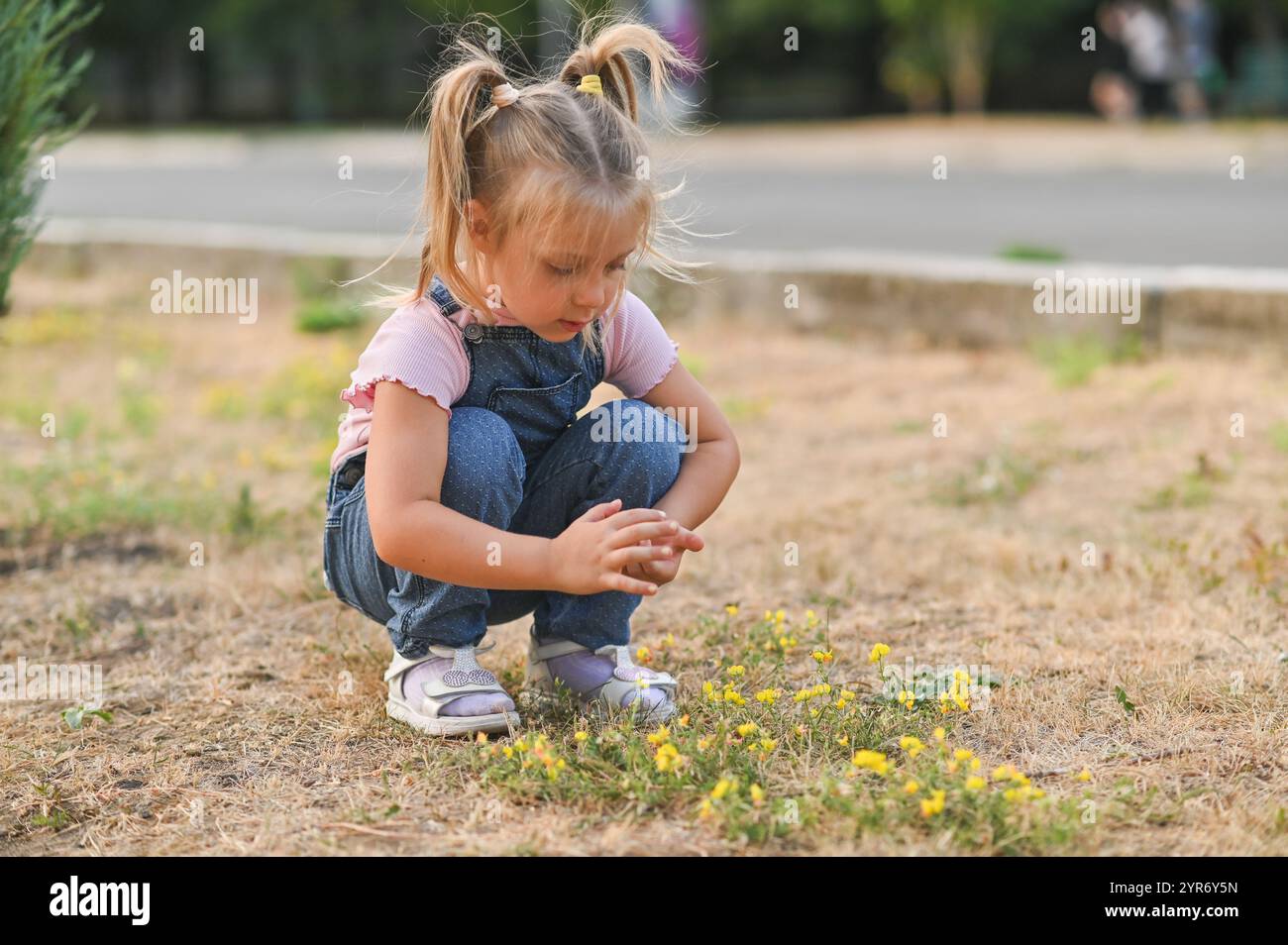 Das Mädchen sammelt kleine gelbe Blumen. Stockfoto