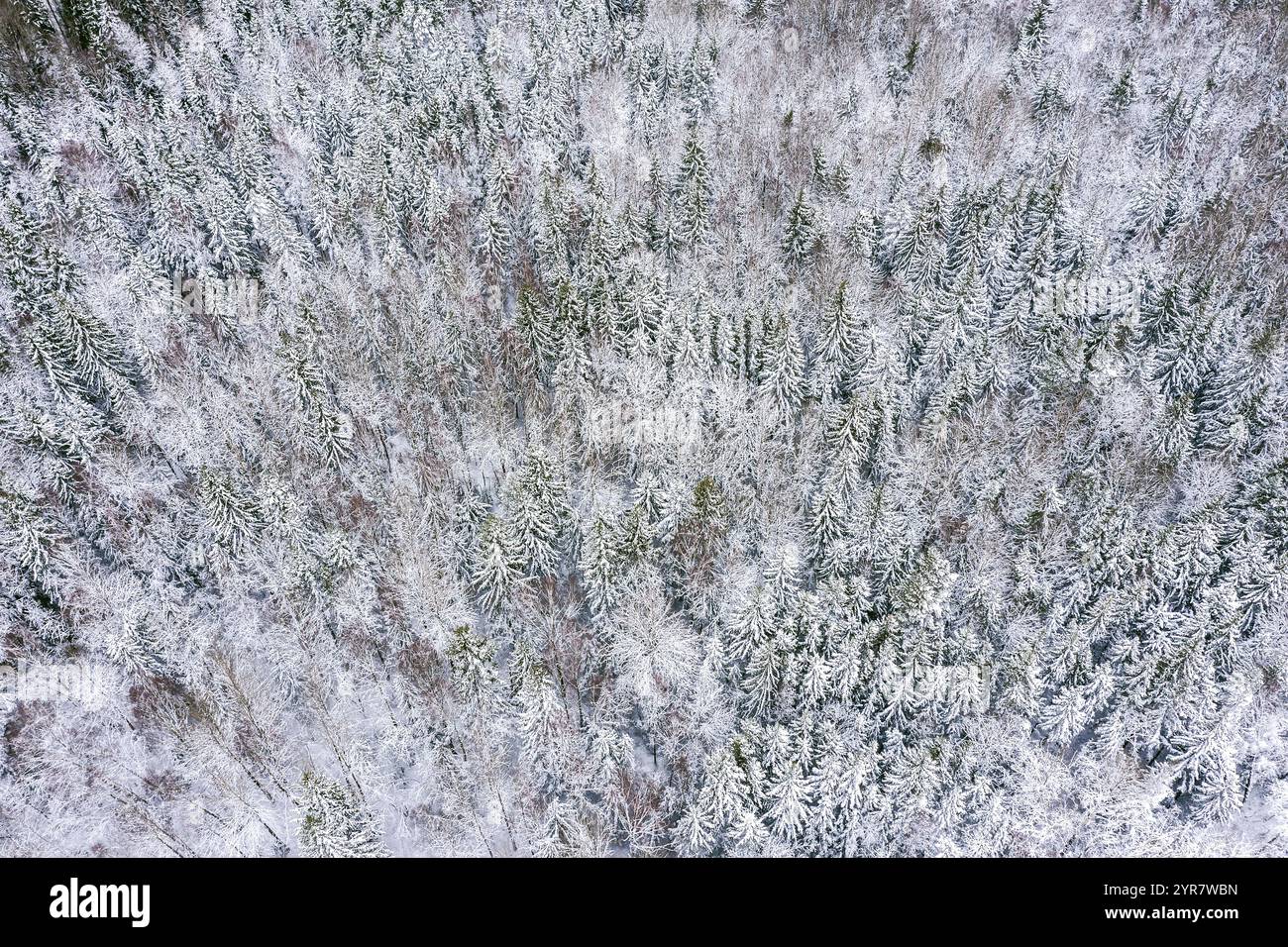 Schneebedeckte Fichtenbäume im Winterwald nach Schneefall. Winterlandschaft. Luftaufnahme von der Drohne. Stockfoto