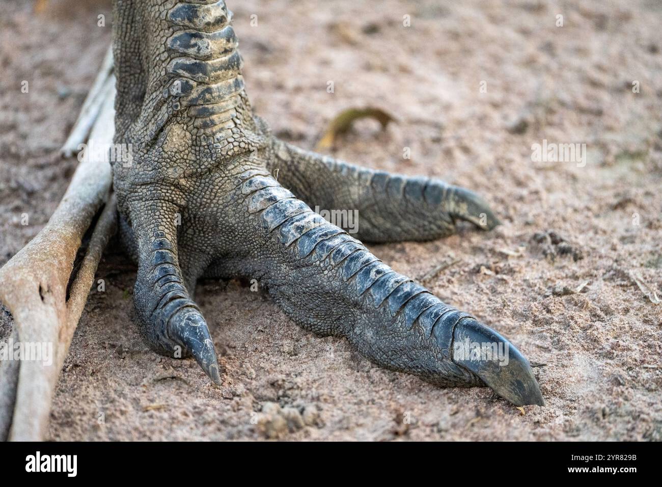 Nahaufnahme der Füße der australischen WWU. Stockfoto