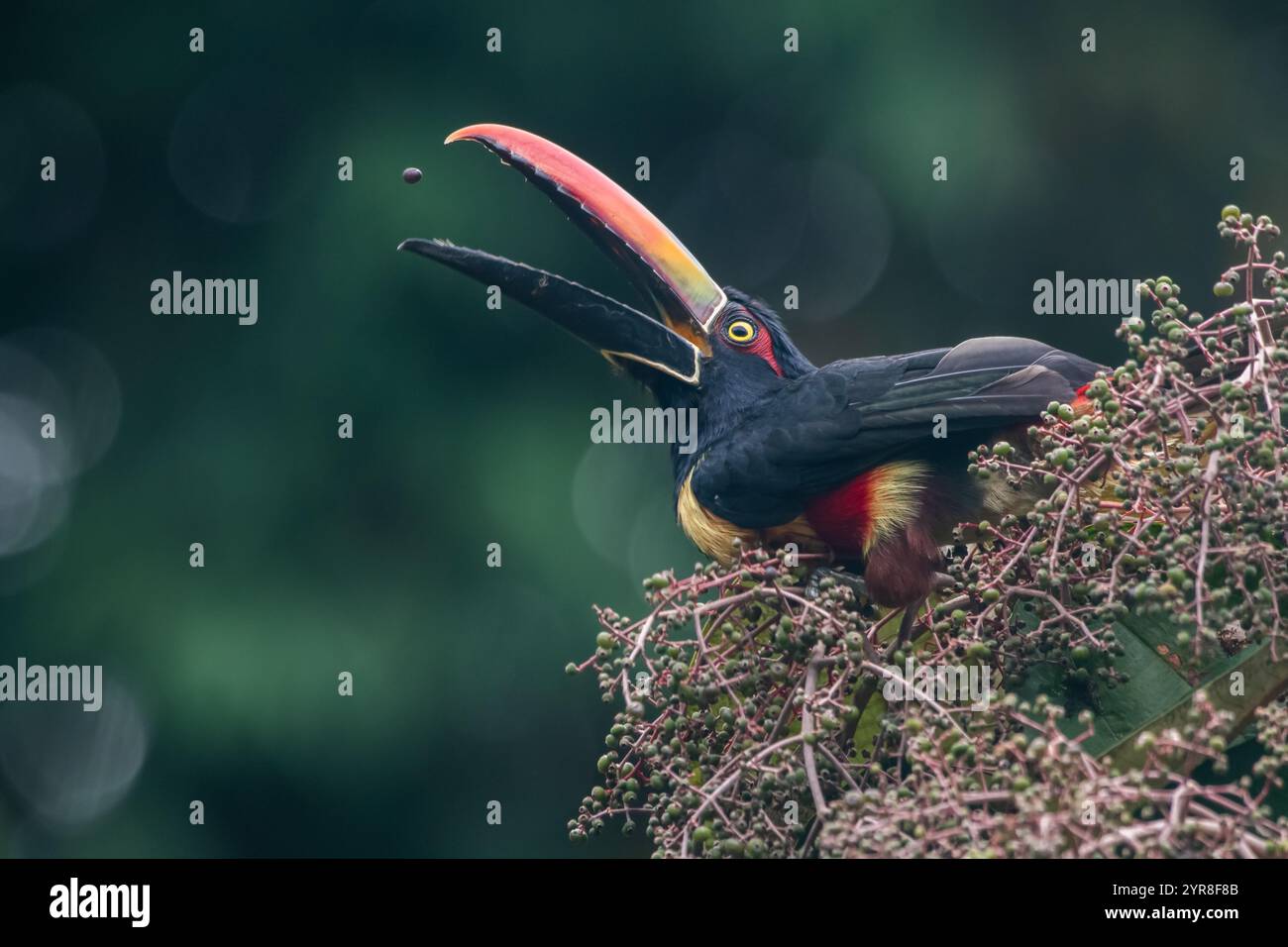 Eine feurige Arakaris (Pteroglossus frantzii), die sich von Beeren ernährt, sie zurückwirft und sie mit ihrem bunten Schnabel in Costa Rica fängt. Stockfoto