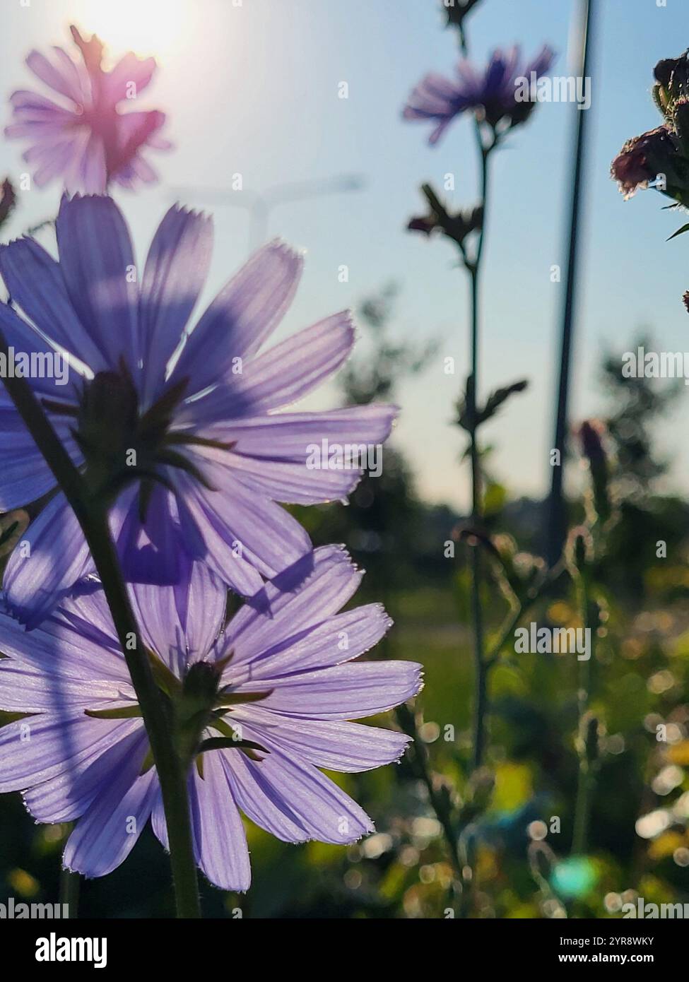 Blumen in der Sonne Stockfoto