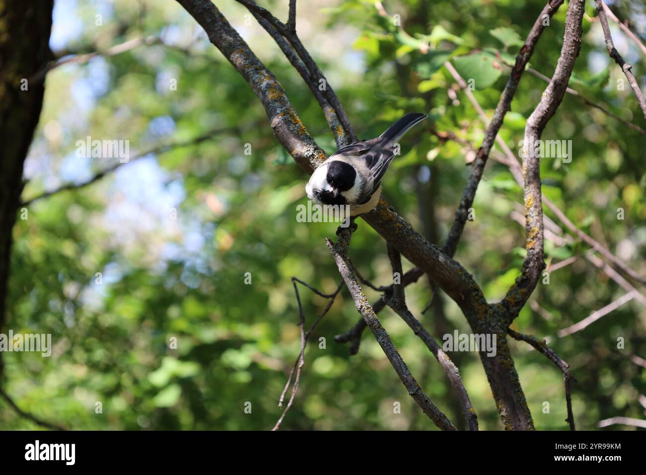 Kleiner Singvogel auf einem Baumzweig Stockfoto