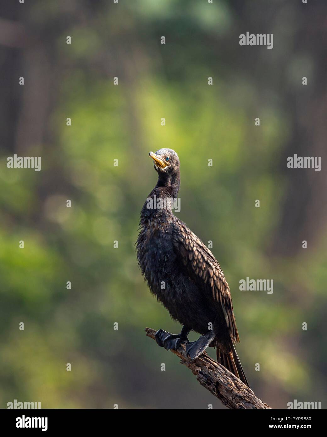 Wilder indischer Kormoran oder indischer Sackgau oder Phalacrocorax fuscicollis im Keoladeo-Nationalpark bharatpur Sanctuary rajasthan india Non Breeding Bird Stockfoto