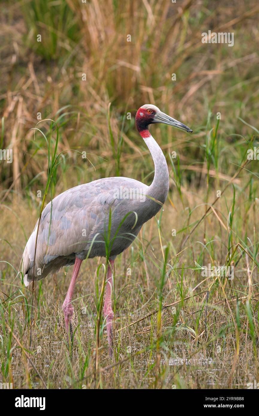 Sarus Crane oder Grus antigone Keoladeo Nationalpark bharatpur Vogelschutzgebiet rajasthan indien asien. Höchster fliegender Vogel Nahaufnahme oder Porträt in der Natur Stockfoto