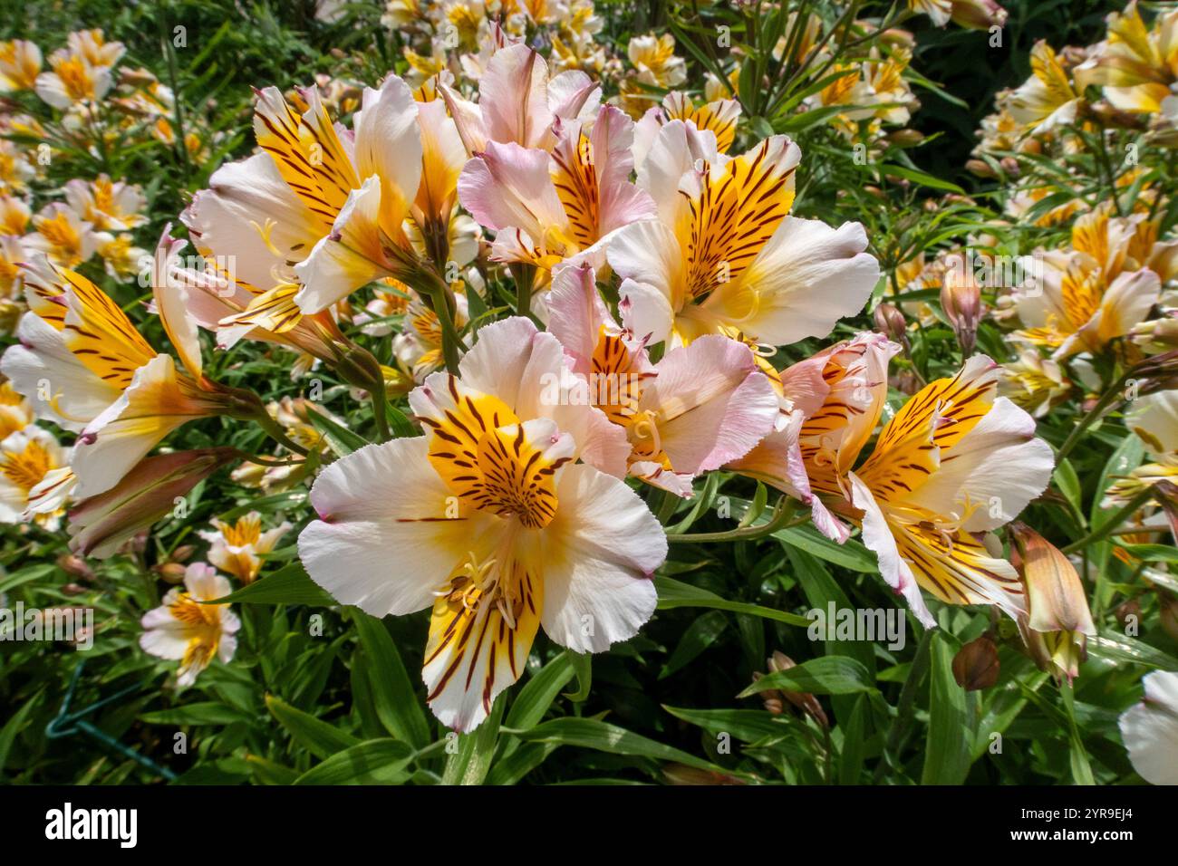 Leuchtende gelbe, orange und weiße Blüten von Alstromeira Apollo Stockfoto