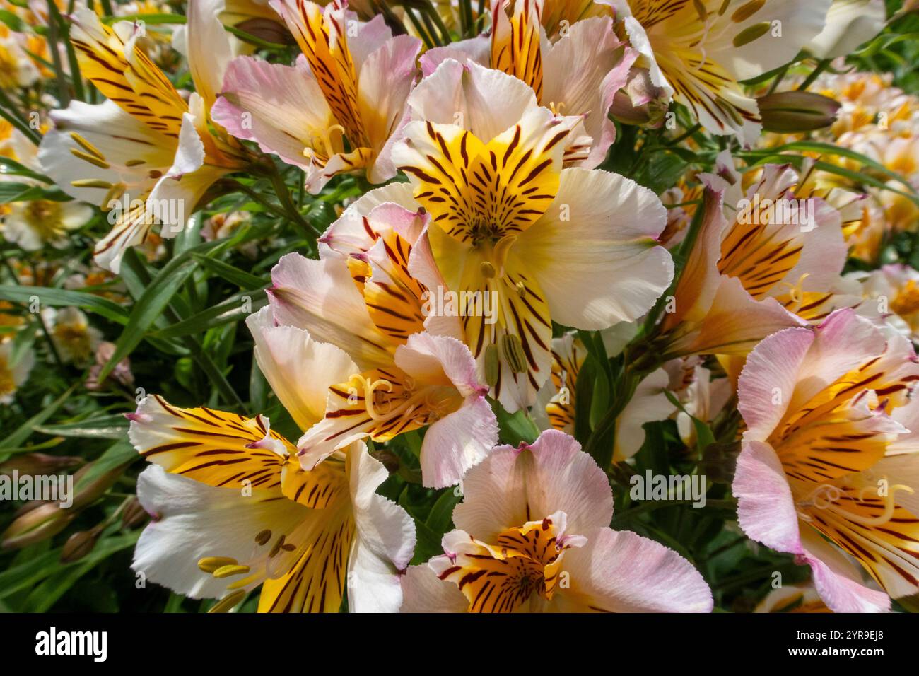 Leuchtende gelbe, orange und weiße Blüten von Alstromeira Apollo Stockfoto