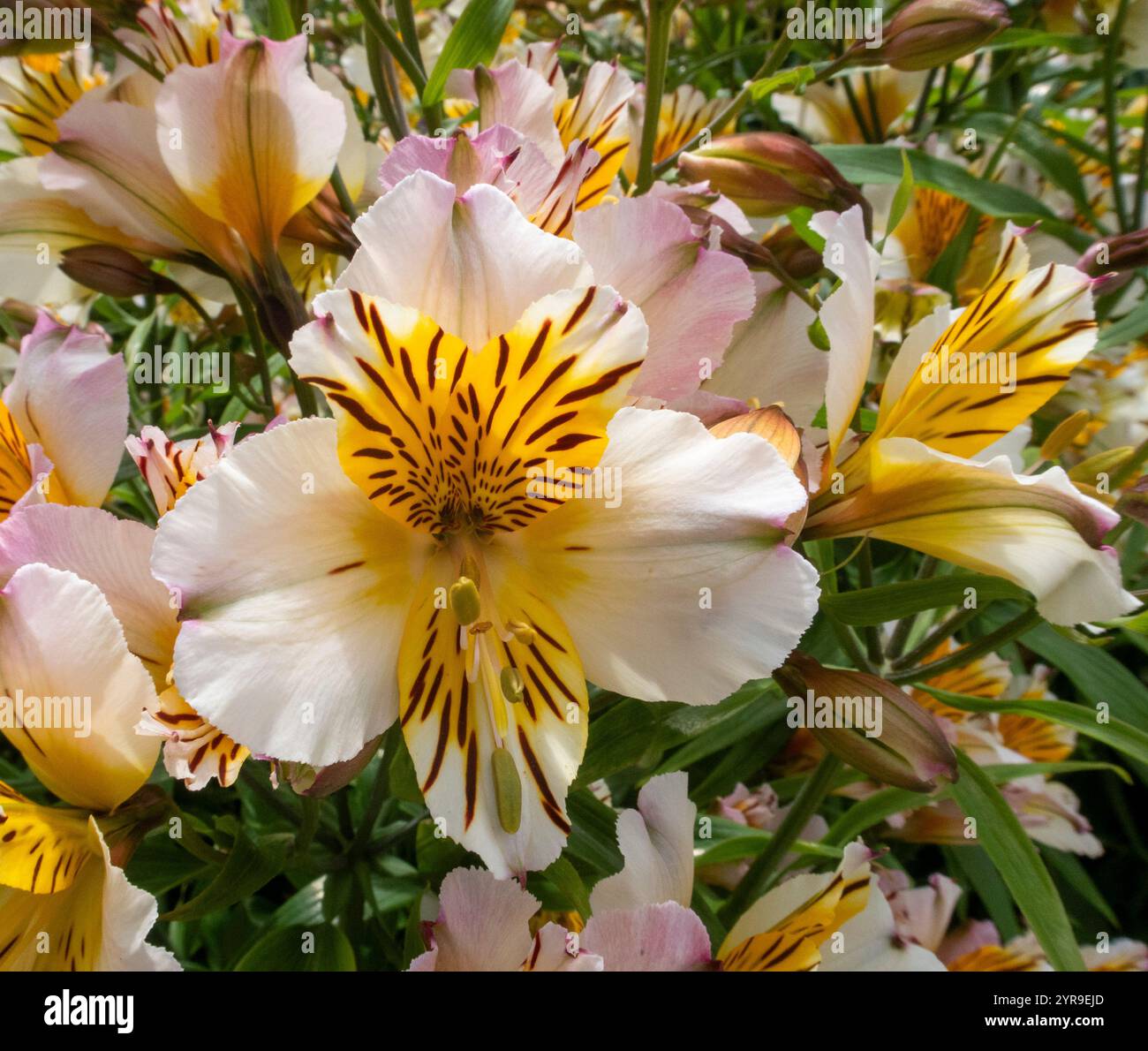Leuchtende gelbe, orange und weiße Blüten von Alstromeira Apollo Stockfoto