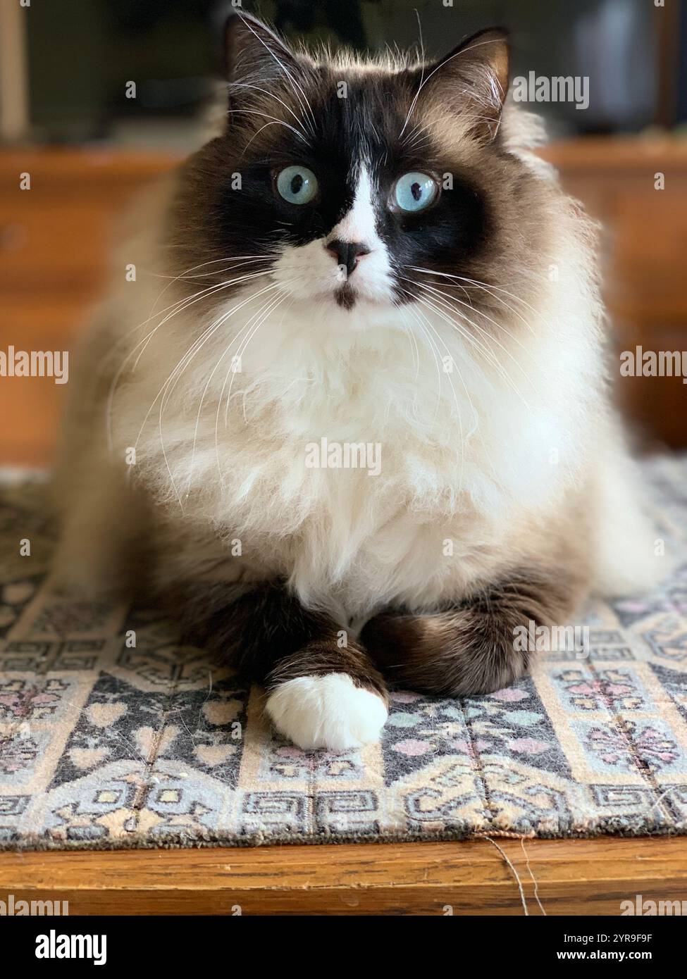 Pedigree blauäugige Stoffpuppe Katze sitzt auf Couchtisch Stockfoto