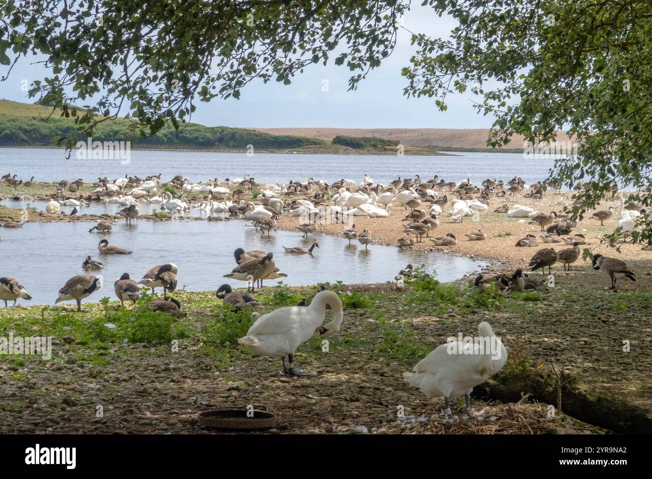 Schwäne und Kanadiengänse in Abbotsbury Swannery, Abbotsbury Dorset, Großbritannien Stockfoto