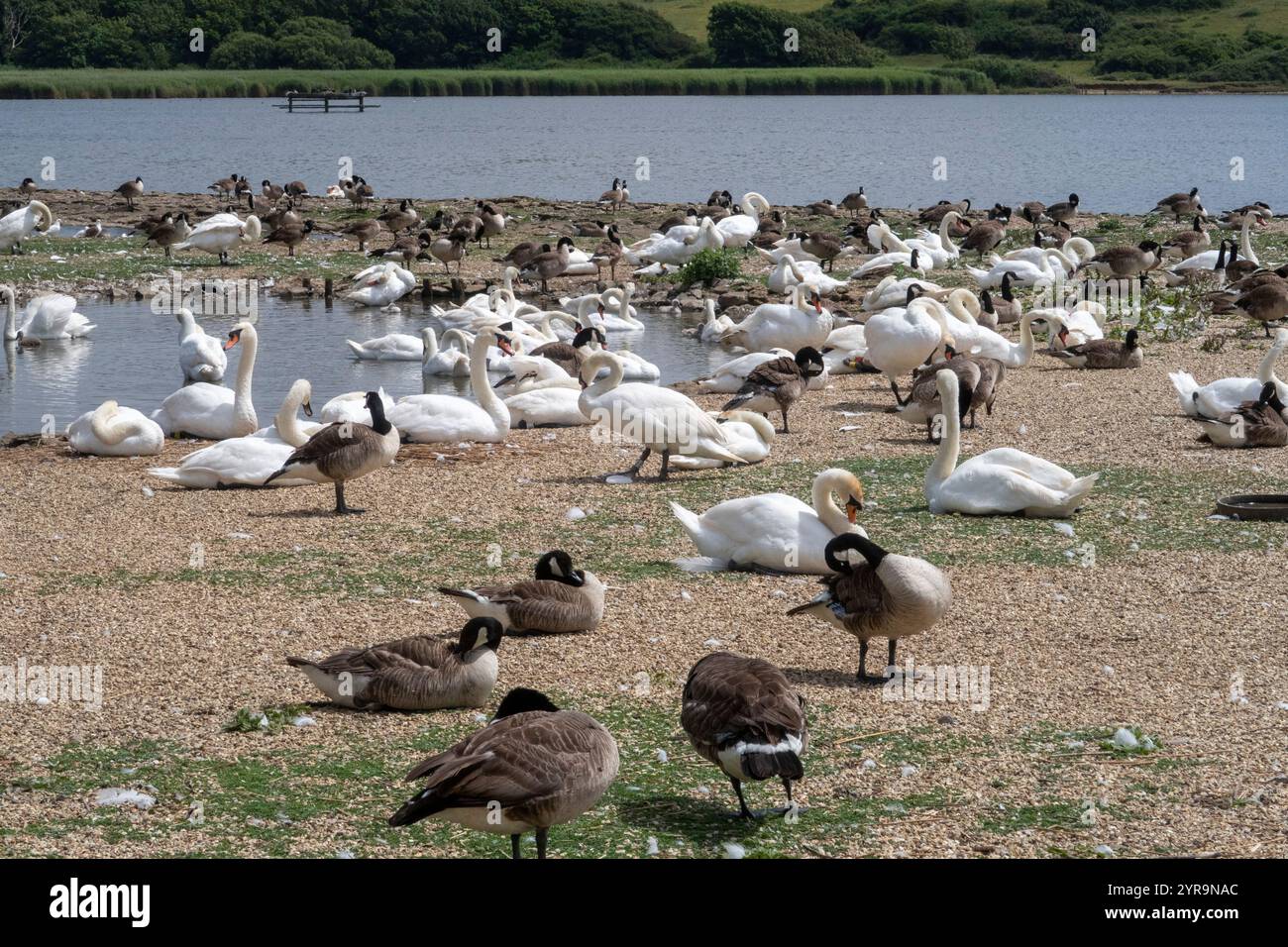 Schwäne und Kanadiengänse in Abbotsbury Swannery, Abbotsbury Dorset, Großbritannien Stockfoto