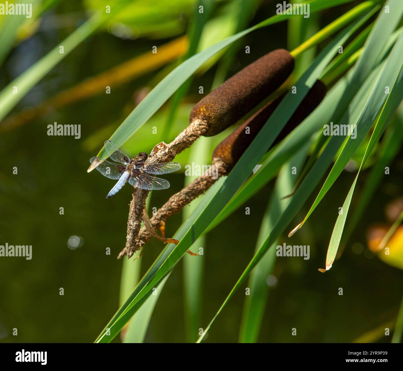 Eine breite Jagdfliege auf einem Stierkampf neben einem Devon-Gartenteich. Stockfoto
