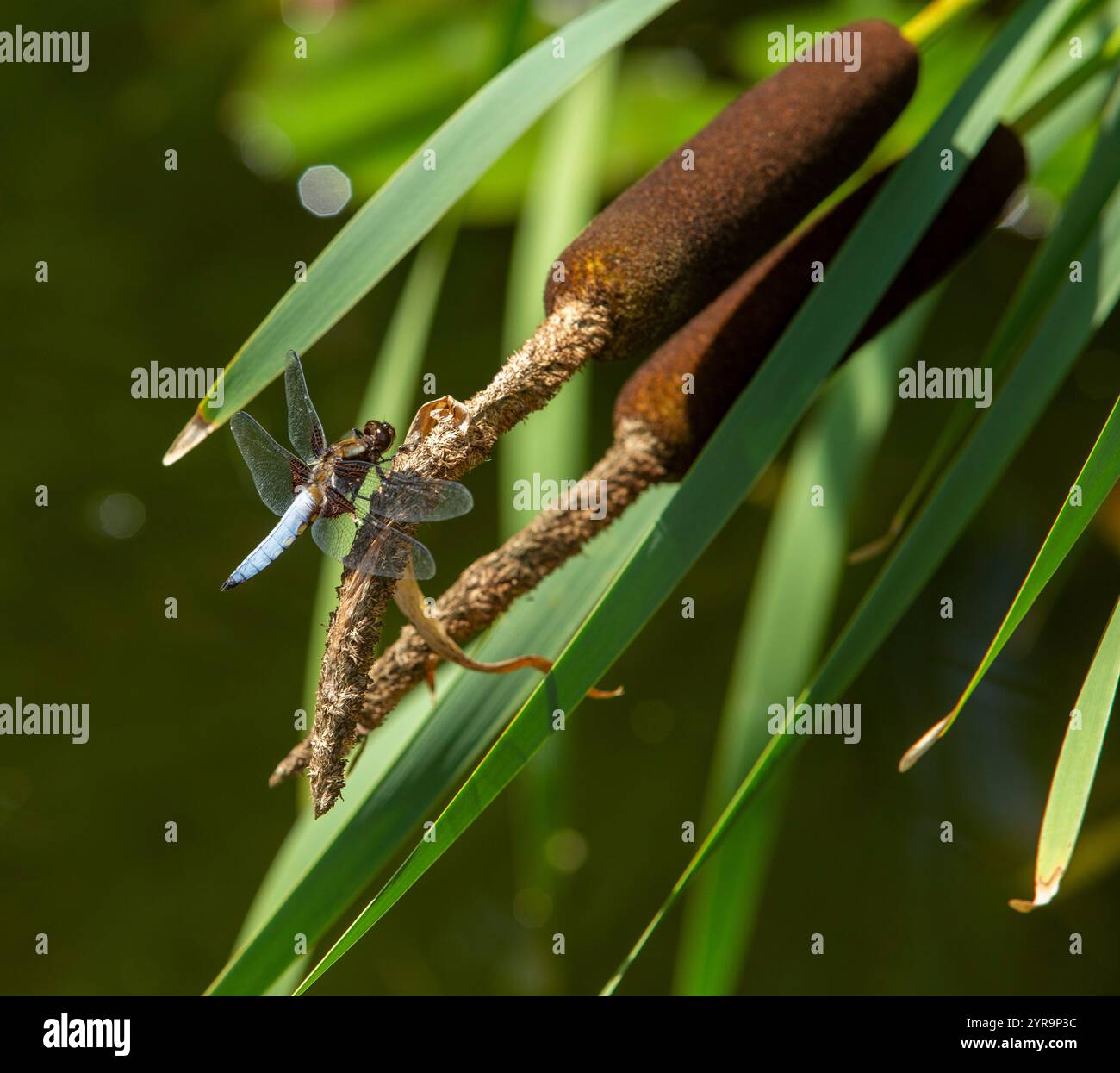 Eine breite Jagdfliege auf einem Stierkampf neben einem Devon-Gartenteich. Stockfoto
