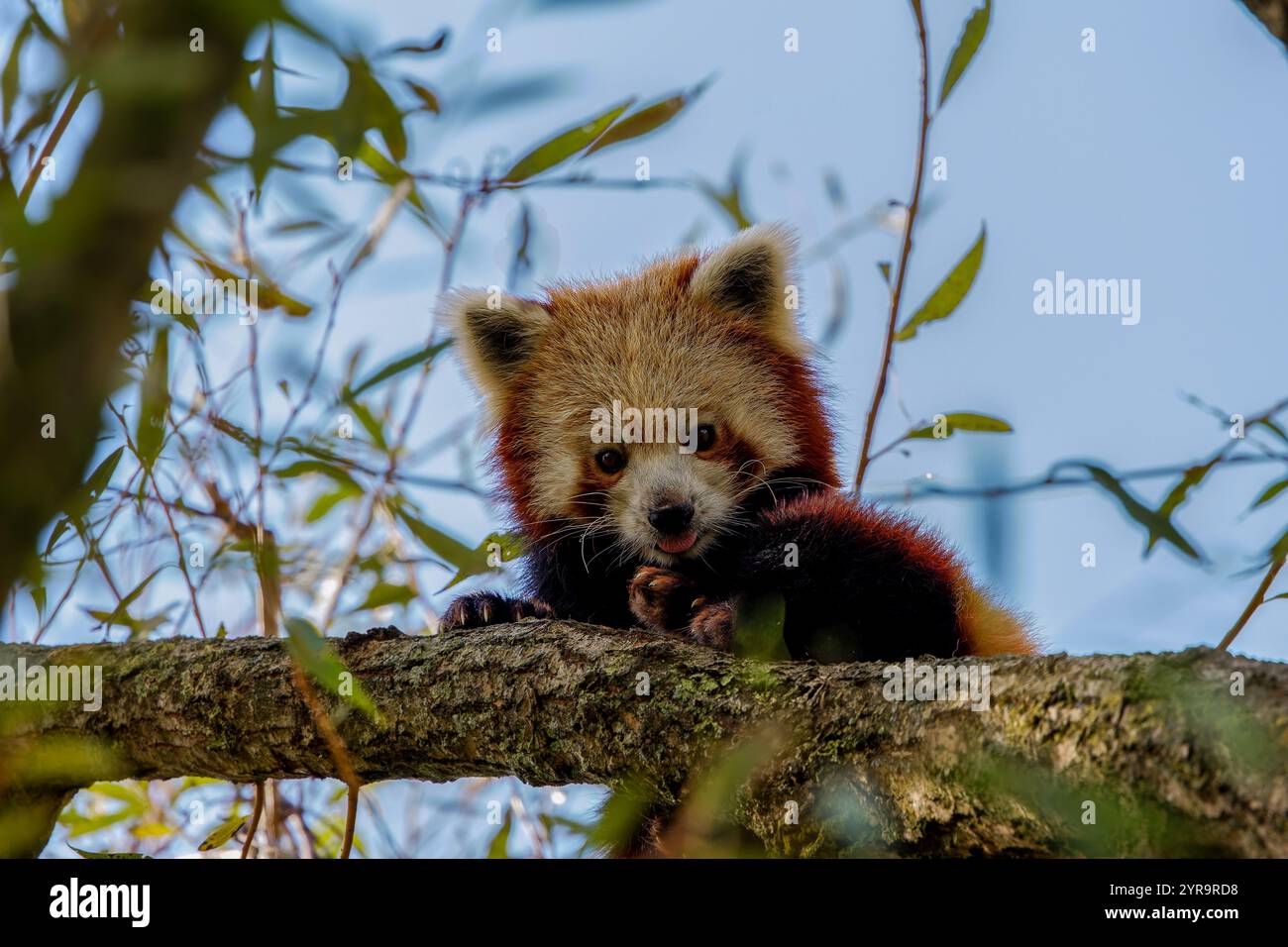 Roter Baby Panda hoch im Baum, sieht mit viel Liebe aus Stockfoto