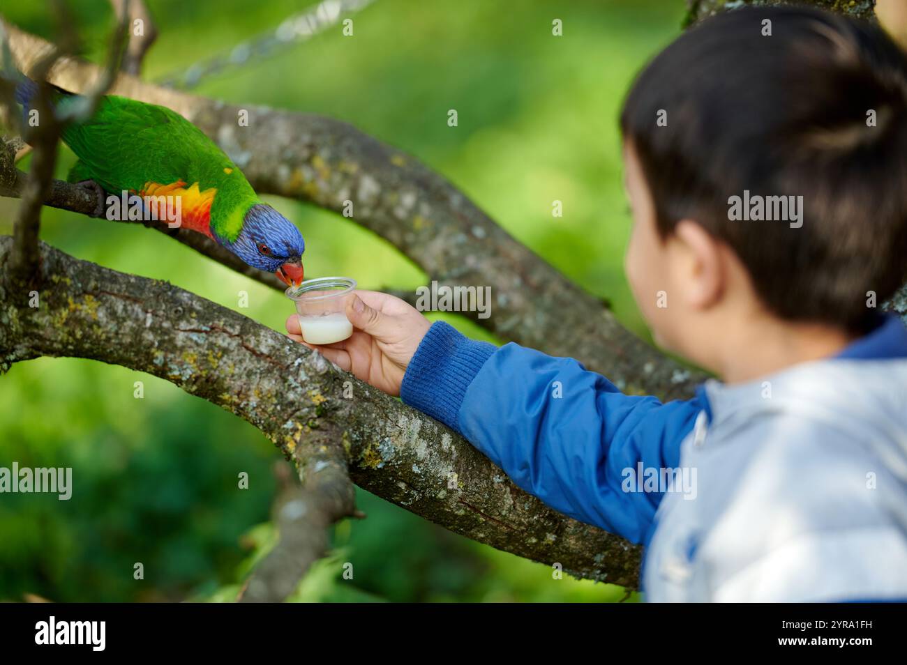 Rainbow Lorikeet trinkt Milch aus der Hand eines Kindes in einem lebhaften Green Forest Stockfoto