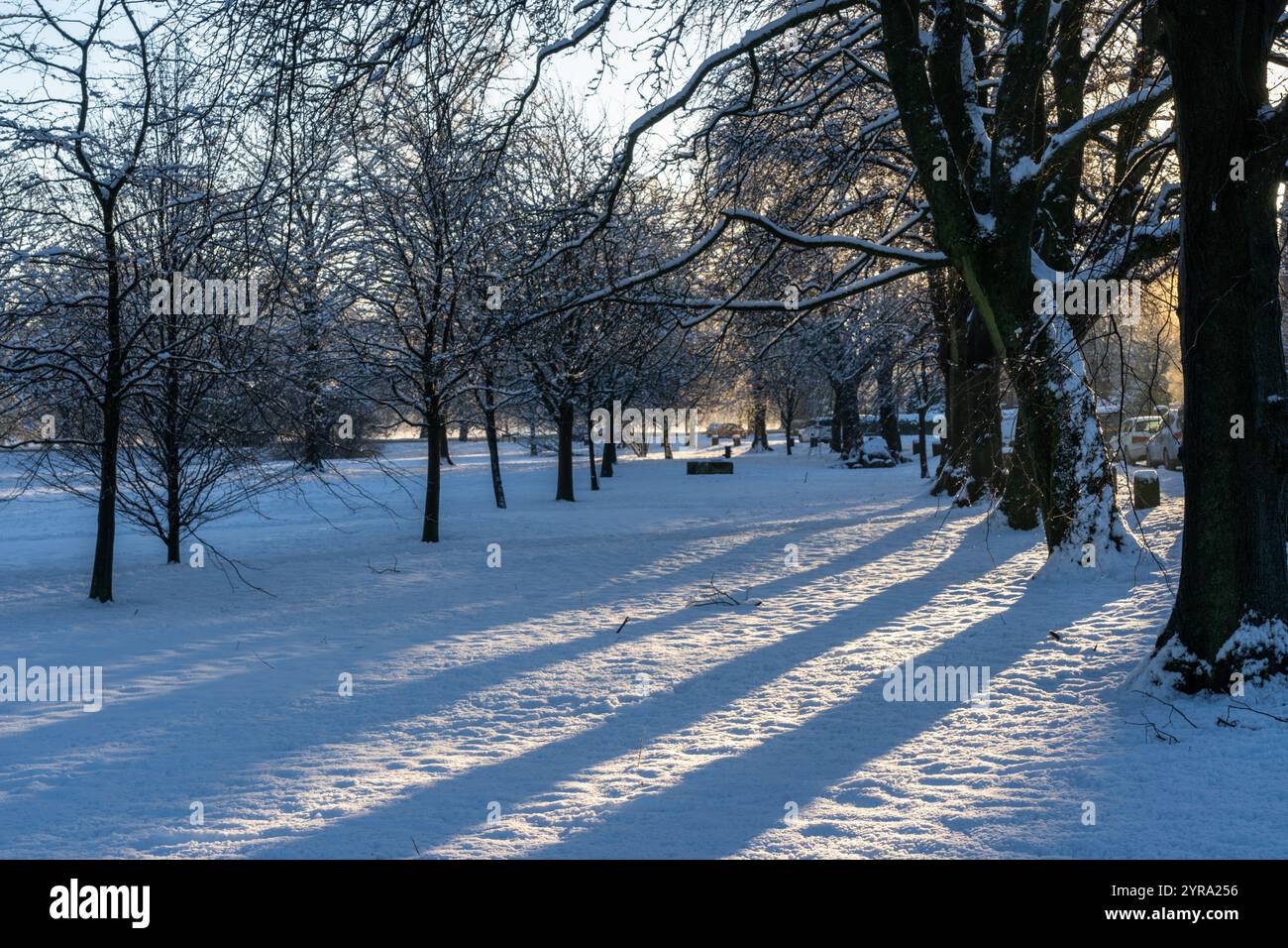 Lange, dramatische Schatten, die von hoch aufragenden Baumstämmen auf den Schnee geworfen werden, sorgen für eine ansprechende Winterszene. Stockfoto
