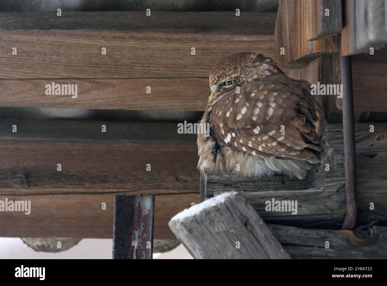 Die kleine Eule (Athene noctua) sitzt während der kalten Wintersaison auf der Scheunenwand Stockfoto
