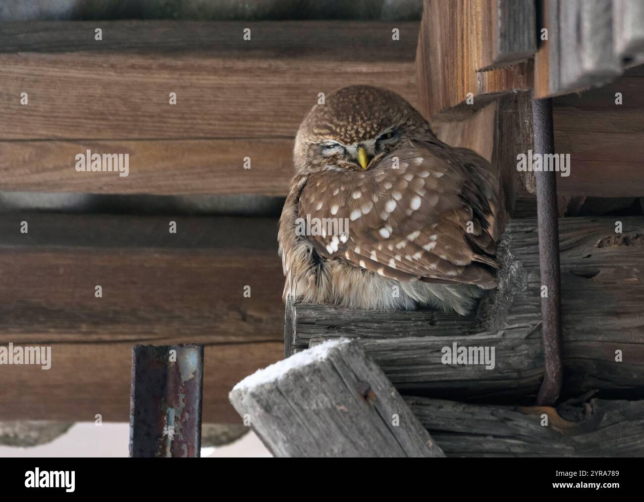 Scharfer Blick auf die kleine Eule (Athene noctua), die während der kalten Wintersaison auf der Scheunenwand sitzt Stockfoto