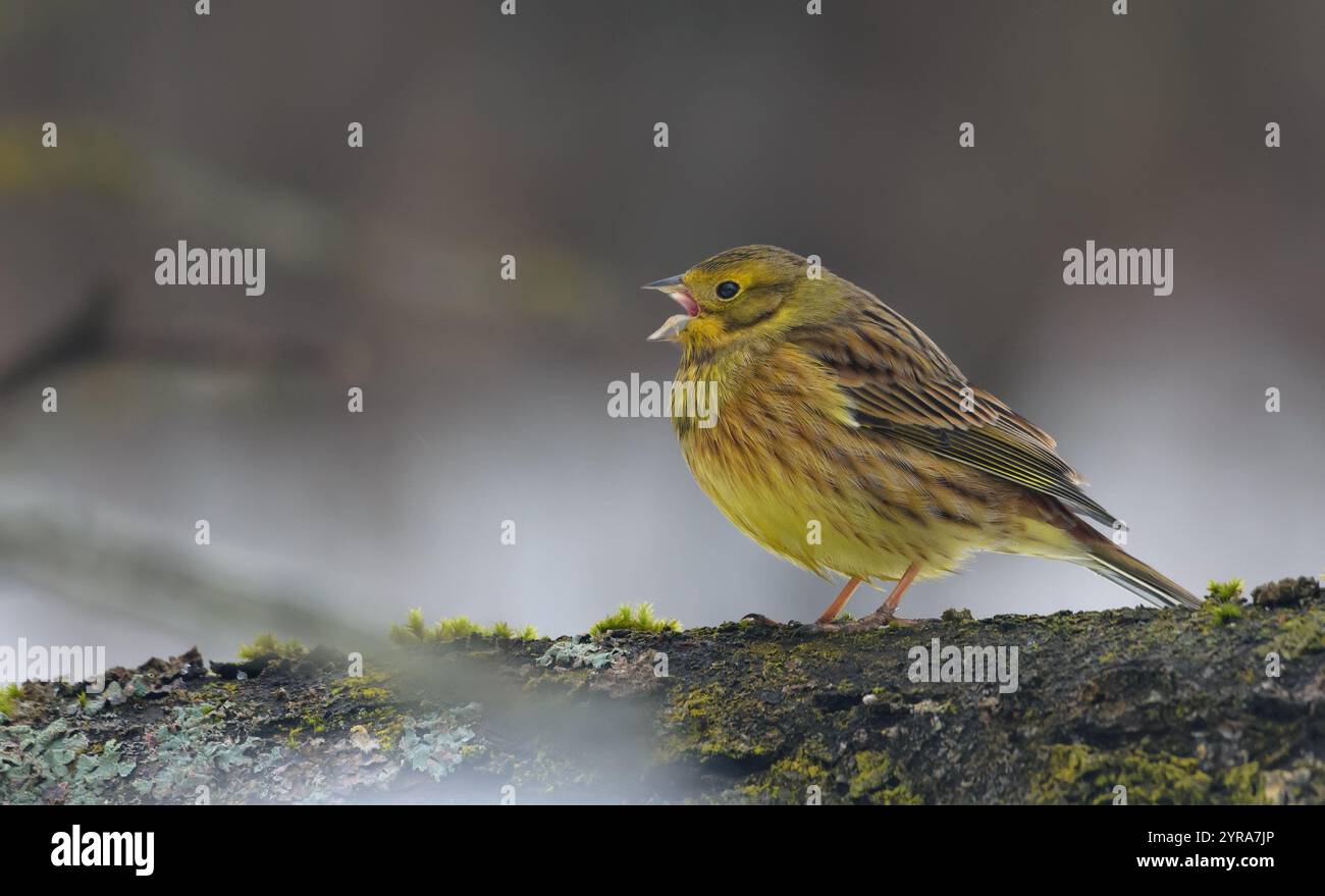 Der gefrorene Yellowhammer (Emberiza citrinella) ruft laut, während er im kalten Winter auf einem großen Zweig sitzt Stockfoto