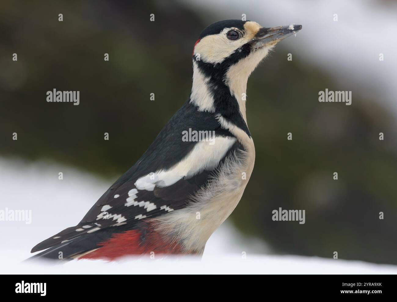 Gewarnter männlicher Spechte (Dendrocopos Major) steht im Winter auf einem dicken Baumzweig Stockfoto