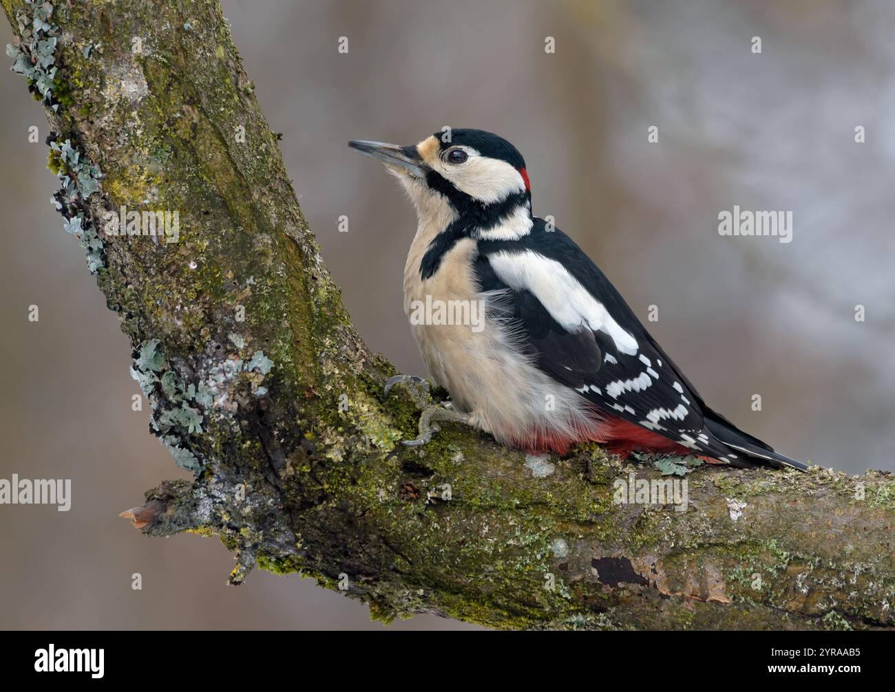 Männlicher Großspecht (Dendrocopos Major) sitzt auf einem mit Flechten bedeckten, gekrümmten Zweig Stockfoto