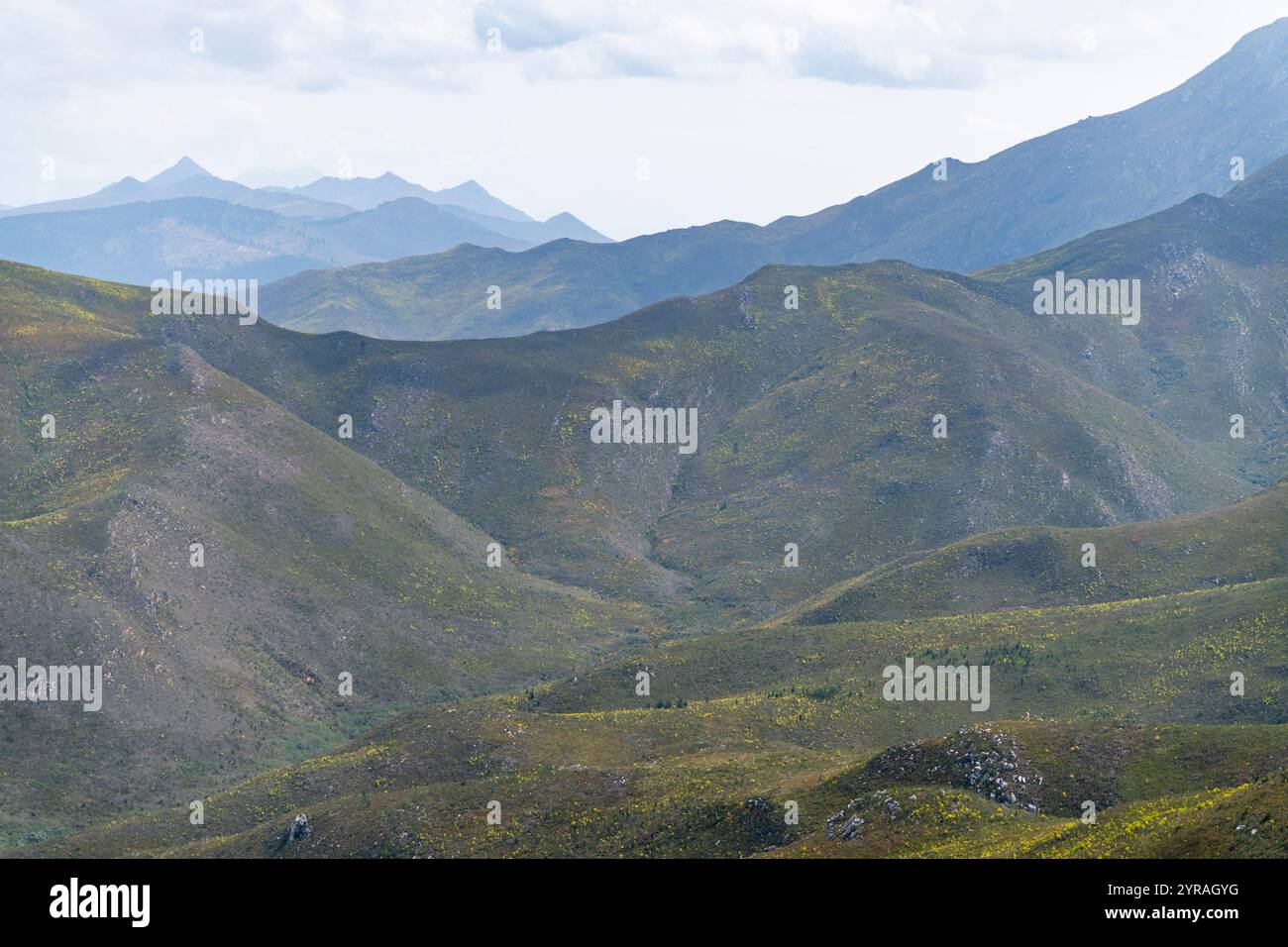 Ein Blick auf eine grasbewachsene Tallandschaft in den Outeniqua Mountains in Südafrika Stockfoto