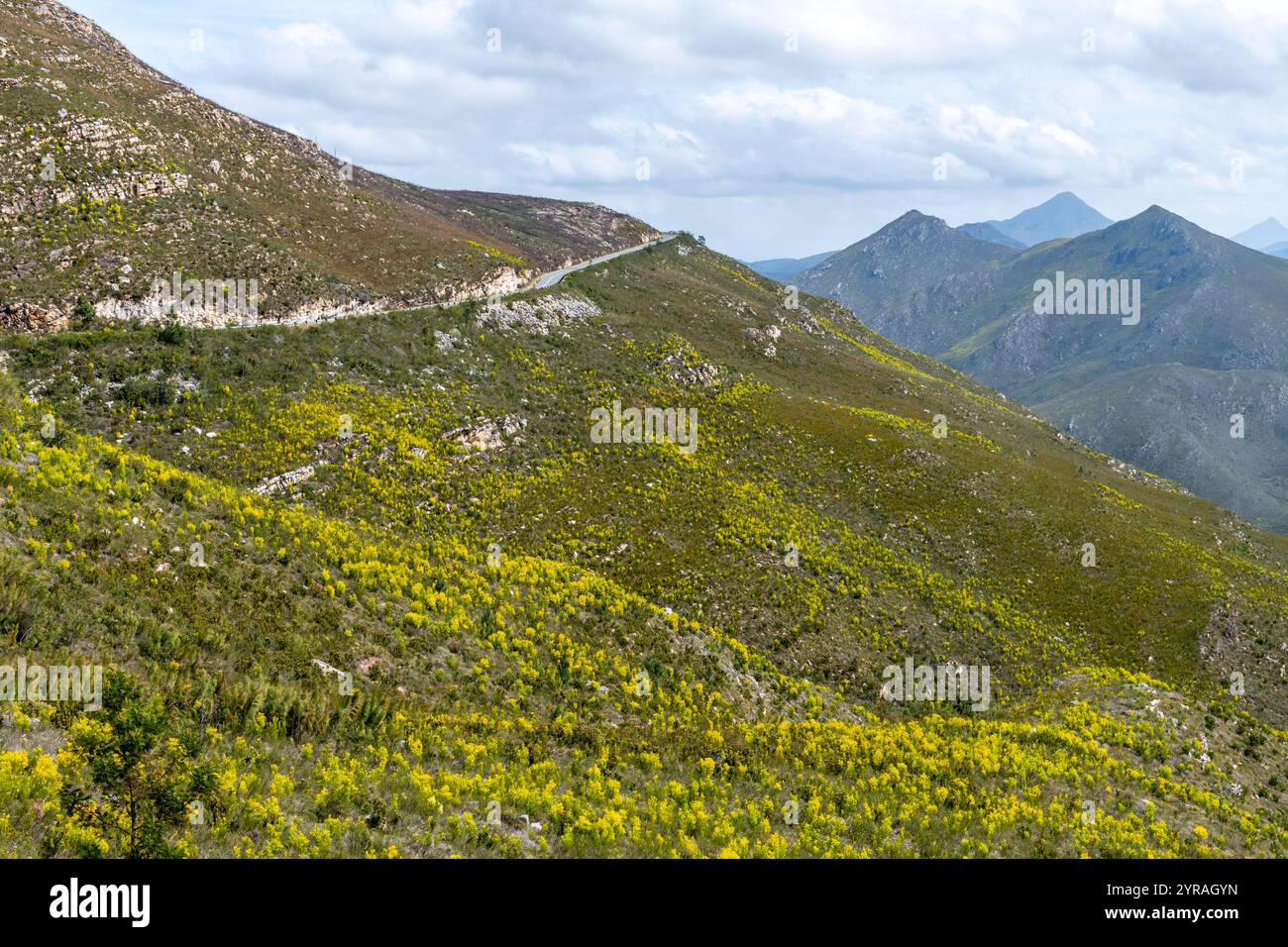 Ein Blick auf eine grasbewachsene Tallandschaft in den Outeniqua Mountains in Südafrika Stockfoto