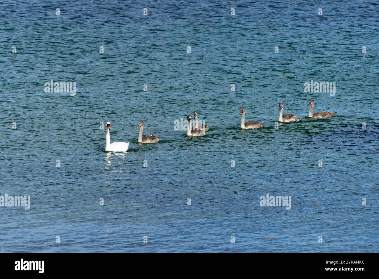 Eine gerade Linie von sieben Schwänen, die auf dem Wasser schwimmen, einem weißen erwachsenen Schwan, der die Führung übernimmt, und sechs graue junge Schwäne dahinter Stockfoto
