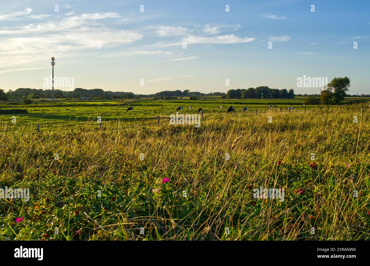 Blick von der Ostseeküste auf Land auf grünen Wiesen mit einigen Kühen an einem sonnigen Tag in Schönhagen, Ostsee, Kieler Bucht, Deutschland Stockfoto