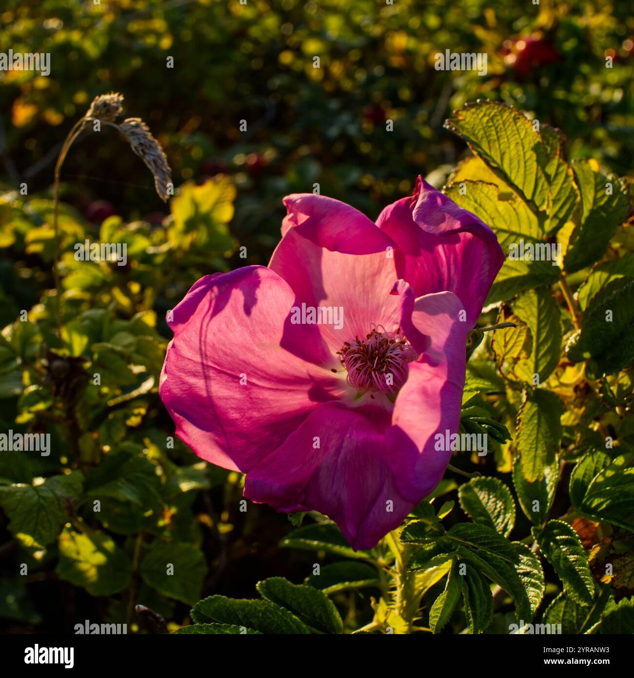 Violette helle Blüte einer Strandrose (Rosa rugosa) Stockfoto