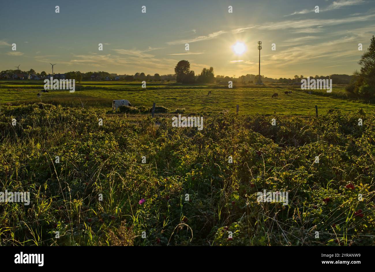 Blick von der Ostseeküste auf Land auf grünen Wiesen mit einigen Kühen und sonnigem Abendhimmel in Schönhagen, Ostsee, Kieler Bucht, Deutschland Stockfoto