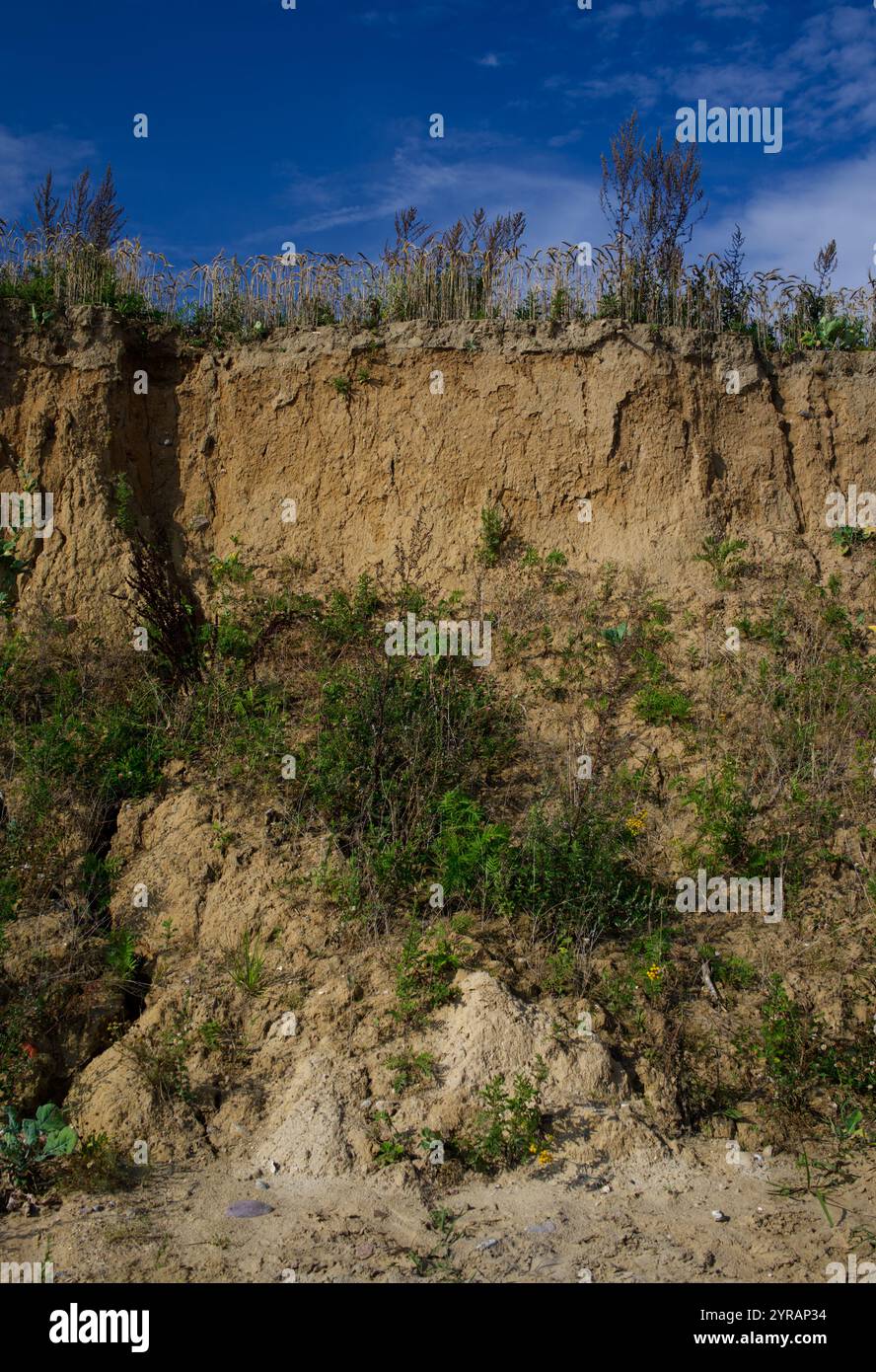 Steilküste mit Schnabelrand der Kalksandsteinklippen bei Schönhagen, Ostsee, Deutschland Stockfoto