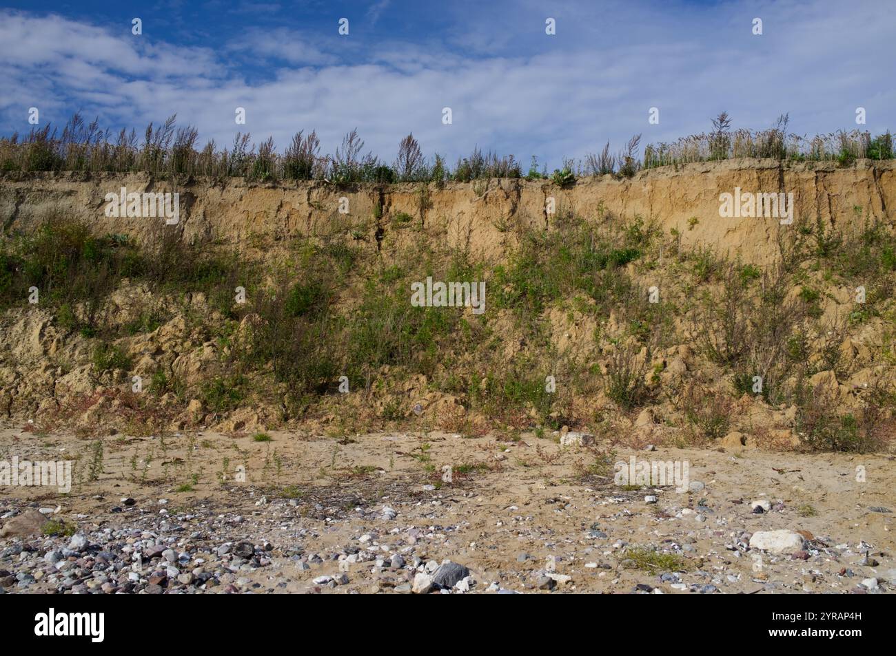 Steilküste mit Schnabelrand der Kalksandsteinklippen bei Schönhagen, Ostsee, Deutschland Stockfoto