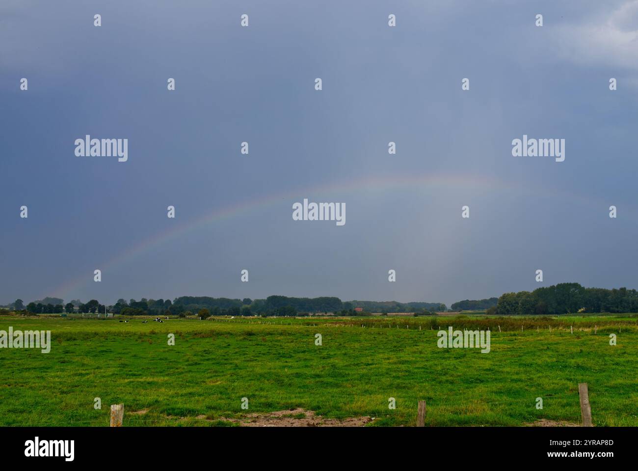 Blick von der Ostseeküste auf Land auf grünen Wiesen mit einigen Kühen und einem wunderschönen Regenbogen in Schönhagen, Ostsee, Kieler Bucht, Deutschland Stockfoto