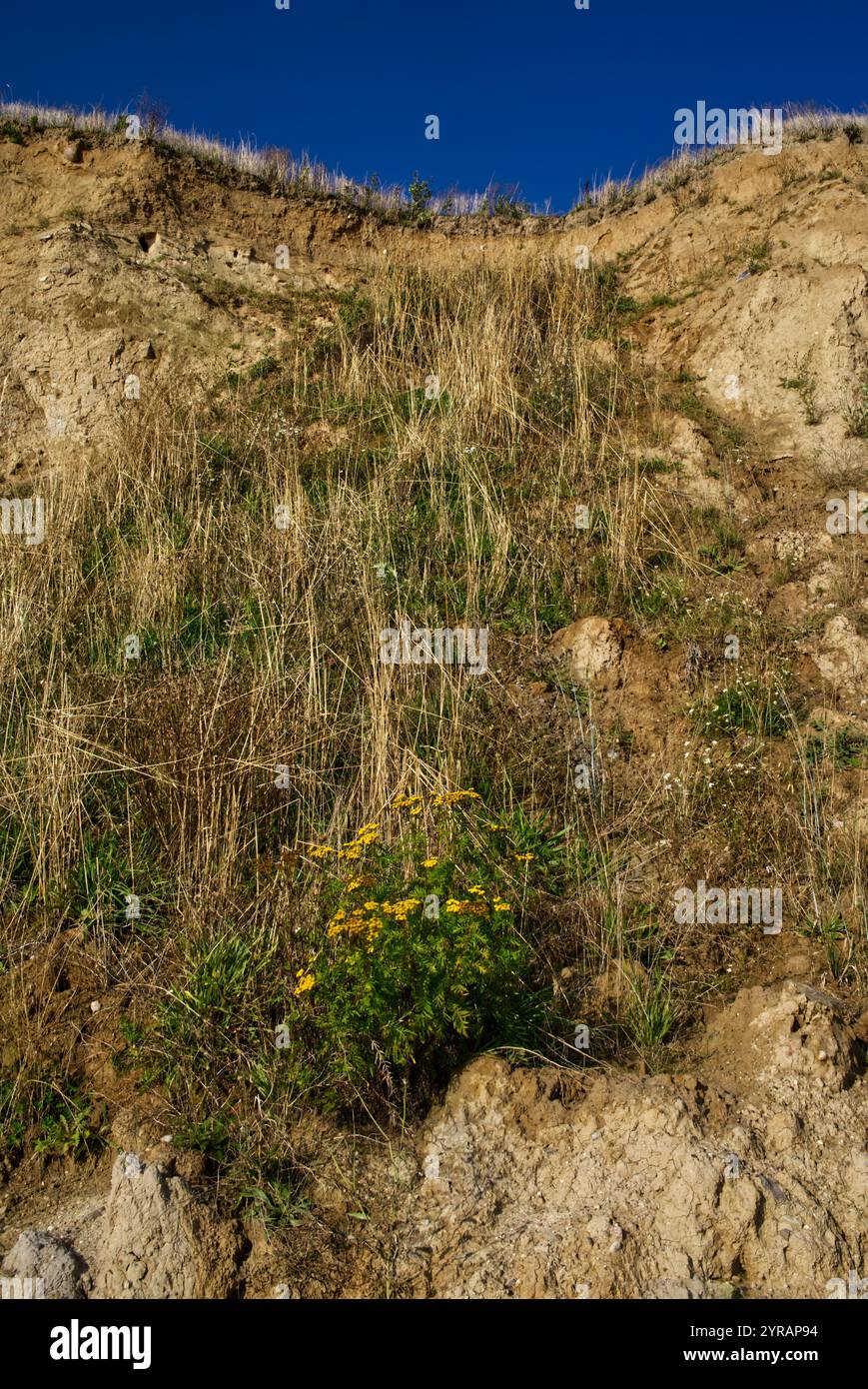 Steilküste mit Kalksandsteinklippen bei Schönhagen, Ostsee, Deutschland Stockfoto