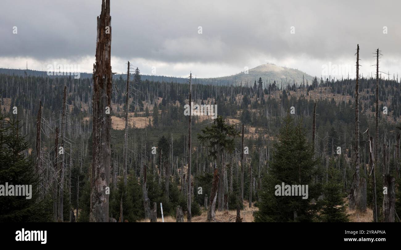 Hochlagen im Bayerischen Wald, Hochlagen im Bayerischen Wald Stockfoto