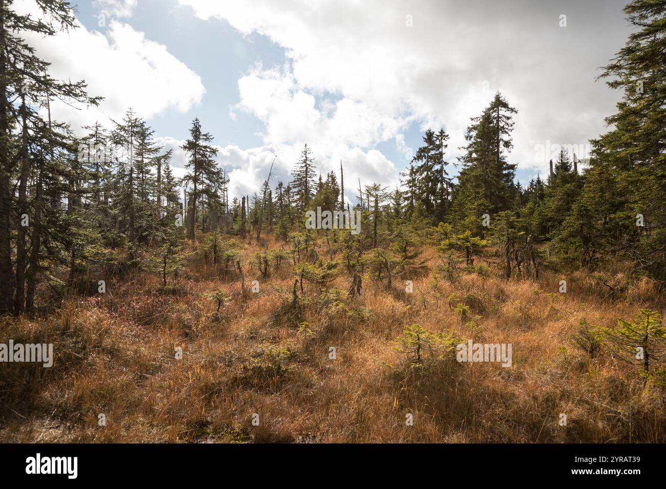 Hochmoor im Bayerischen Wald, Hochmoor im Bayerischen Wald Stockfoto