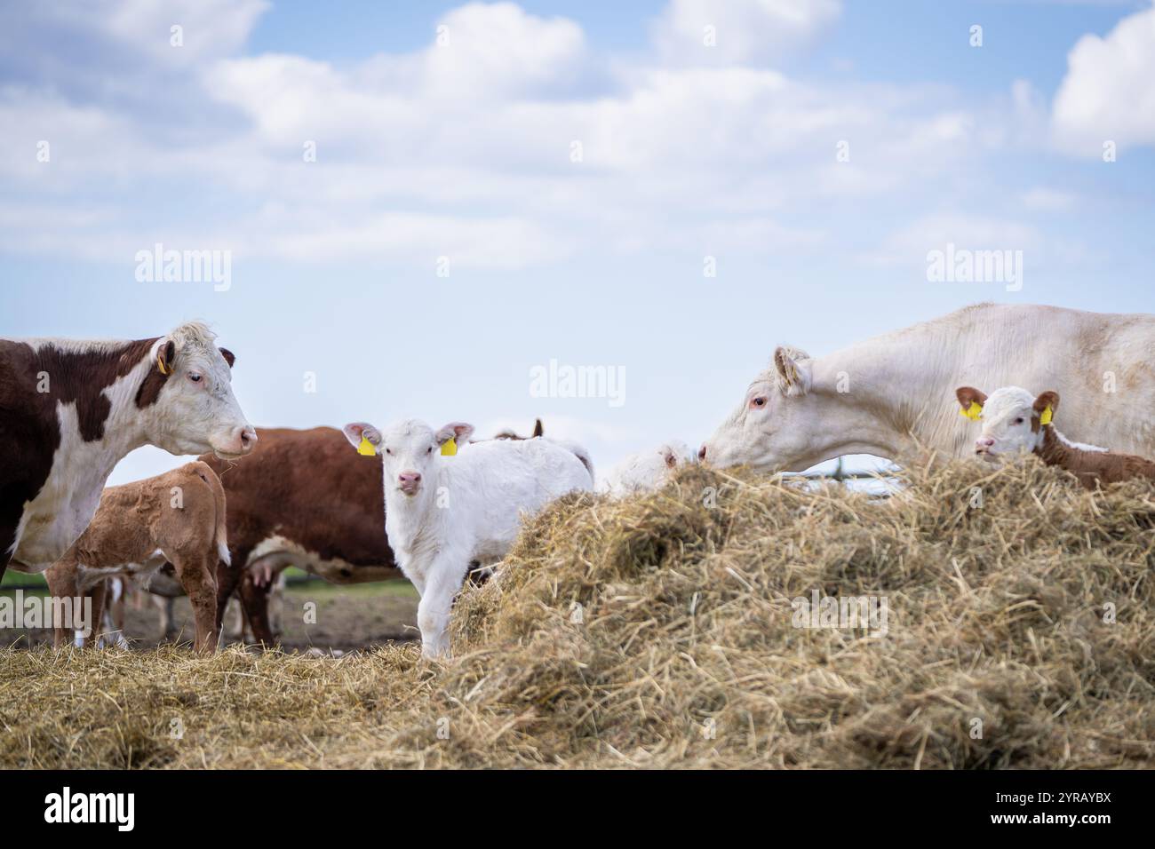 Charolais und hereford schlagen in der Nähe des Heuhaufens auf der Farm. Eine Herde Rinderkühe und Kälber essen Heu. Himmel Hintergrund mit weißen Wolken. Stockfoto