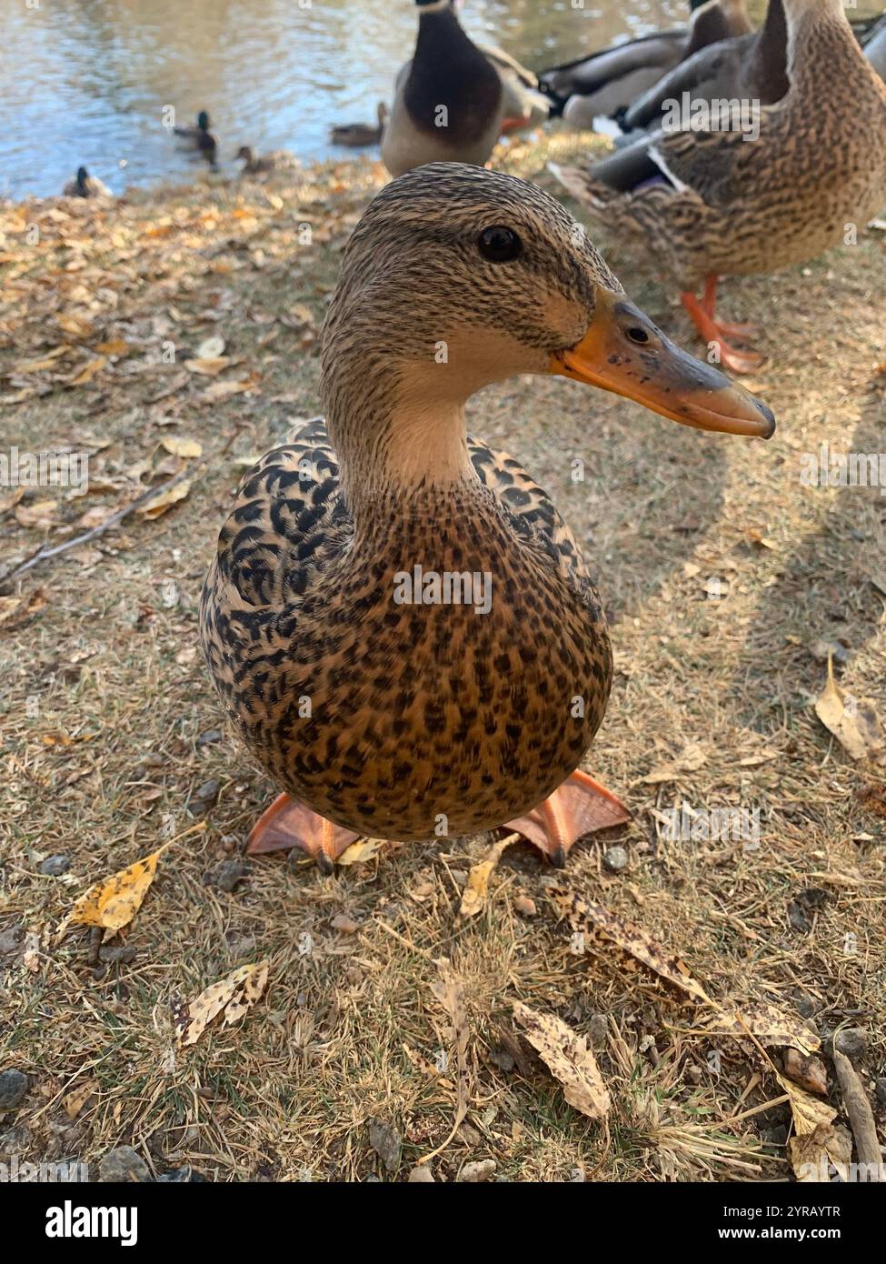 Ente Stockfoto